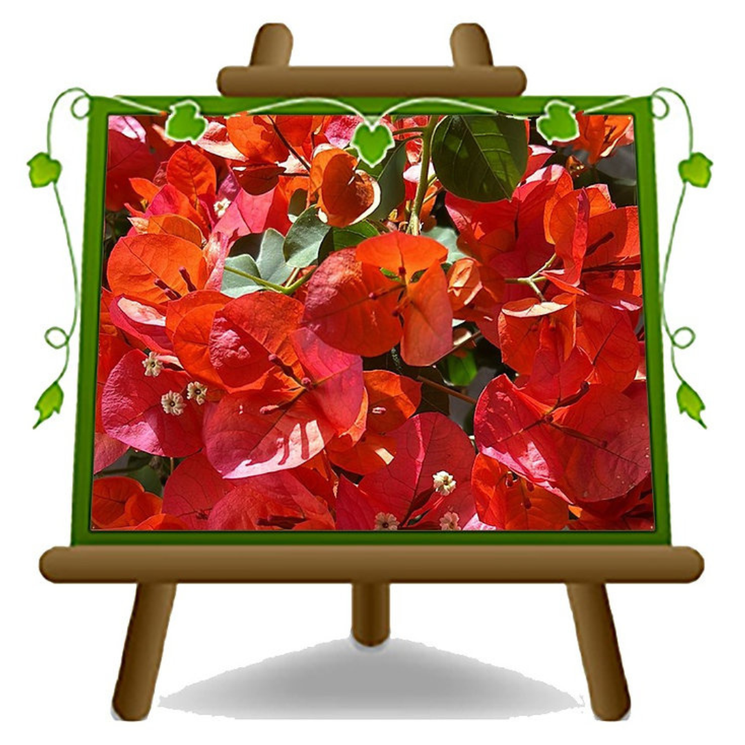 Bougainville Californiana PIRAMIDE Arancio