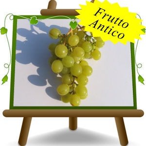Vite Italia - immagine 2